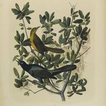 Boat-tailed Grackle