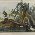 Mallard Duck