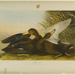 Dusky Duck