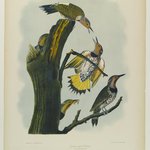 Golden-winged Woodpecker