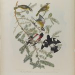 Rose-breasted Grosbeak