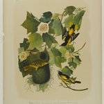 Baltimore Oriole