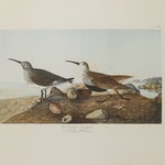 Red-backed Sandpiper and Pectoral Sandpiper