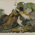 Ruffed Grouse