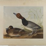 Red-headed Duck