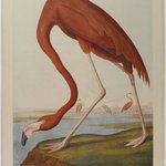 American Flamingo