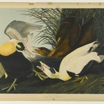 Eider Duck