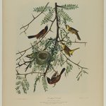 Orchard Oriole