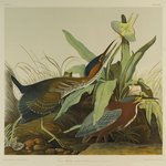 Green Heron