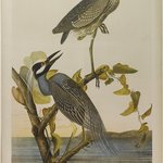 Yellow-crowned Heron