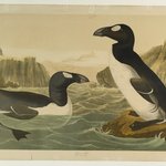 Great Auk
