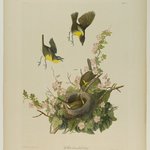 Yellow-breasted Chat