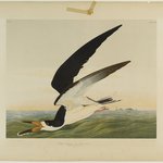 Black Skimmer or Shearwater