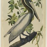 Brown Pelican