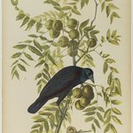 American Crow