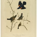 Red-winged Starling or Marsh Blackbird