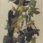 Pileated Woodpecker