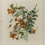 Ruby-throated Humming Bird
