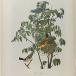 Blue Grosbeak