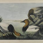 Canvas-backed Duck
