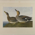 Gadwall Duck