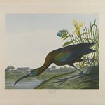 Glossy Ibis