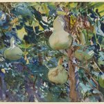 Gourds