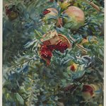 Pomegranates