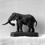 African Elephant