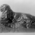 Panther Reclining