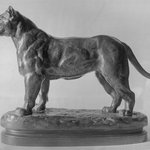 A Senegal Lioness