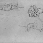 Studies of a Lion