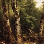 Landscape (Birch and Oaks)