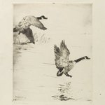 Geese Alighting