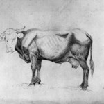 Cow - A Study
