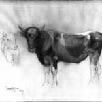 Study of a Bull