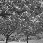 Brooklyn Botanic Garden