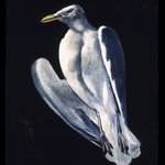 Gull
