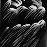 Flower Forms