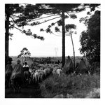 Tropiada I (Cattle Drive, Parana, Brazil) from the Guarapuava Series