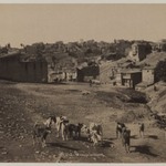 Group of Dogs
