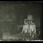 Friendly Enemies, Dog and Cat, Flatbush