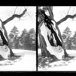 Prospect Park, Late Snow, Brooklyn
