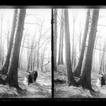Woods at Paerdegat, Flatbush, Brooklyn