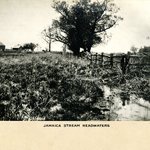 Jamaica Stream Headwaters