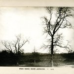 Pine Oaks near Jamaica, Long Island