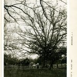 Tree in Mr. Buffets Place, 22 Around, Woodbury, Long Island