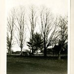 Sugar Maples, Jericho, Long Island