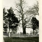 Tulip Tree, Huntington, Long Island