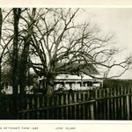 Black Walnut on John Ketchams Farm, Long Island